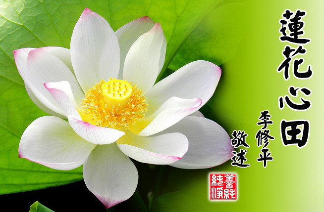 莲花心田1.png